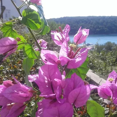 Apartment Ljubica *